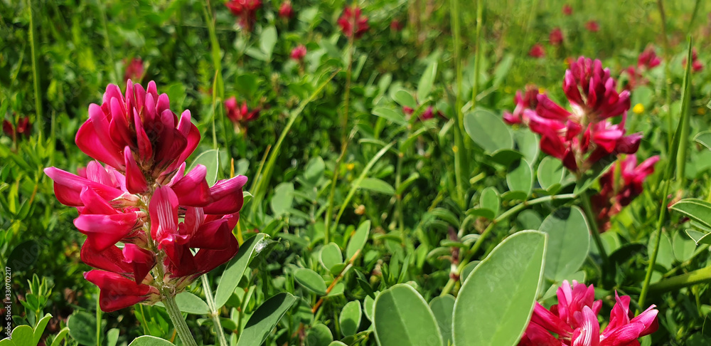 Scarlet flower Hedysarum coronarium or Onobrychis viciifolia on a green meadow. Scarlet flower Hedysarum coronarium or Onobrychis viciifolia on a green meadow.