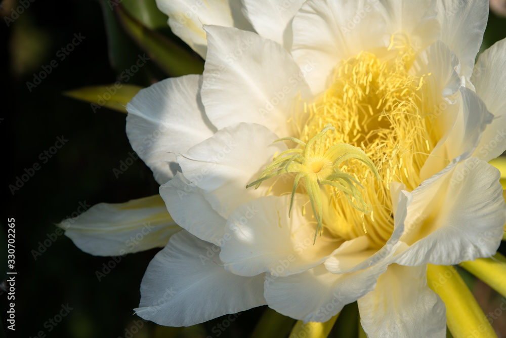 Fototapeta premium Spark fruit flower with yellow in white