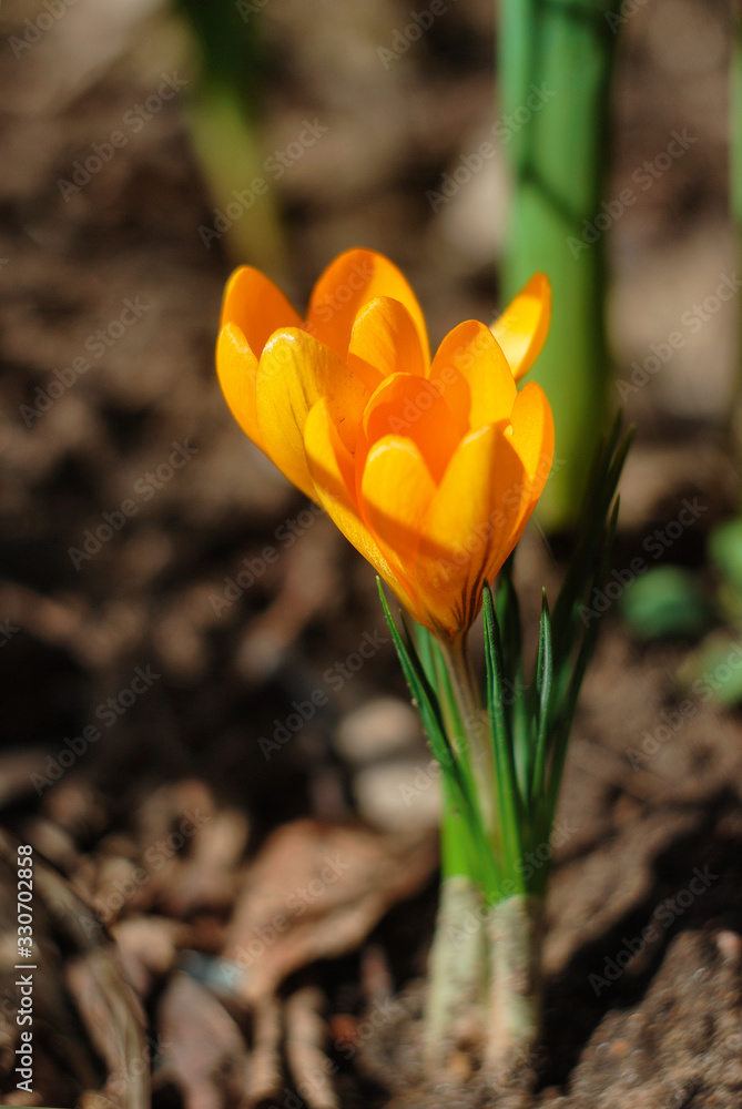 Obraz premium Yellow crocuses 