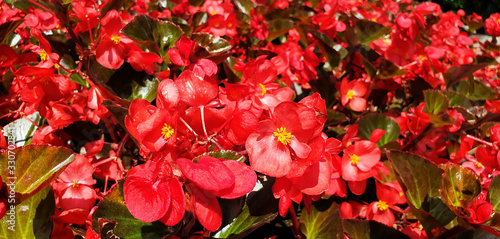 Valokuvatapetti Bush of red flowers begonia cucullata. Panorama.