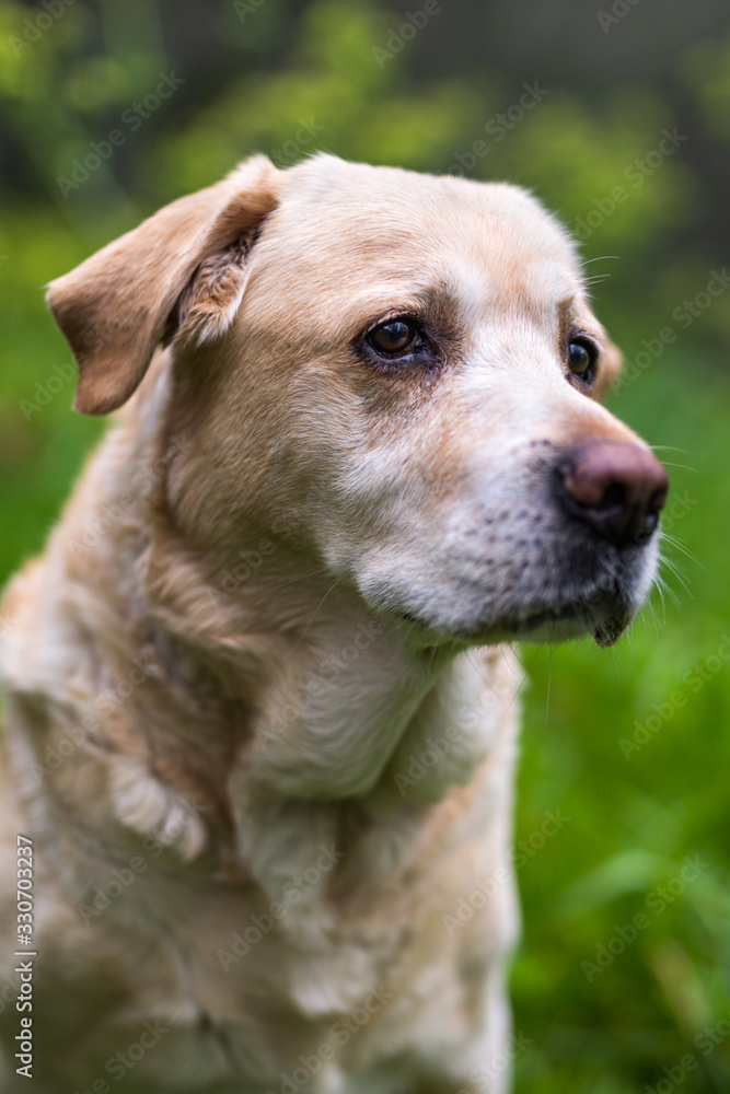 Yellow labrador male 10 years old Yellow labrador male 10 years old