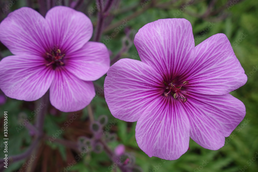 Geranium maderense, Madeira cranesbill plant growing wild in Teide National Park of Tenerife Geranium maderense, Madeira cranesbill plant growing wild in Teide National Park of Tenerife