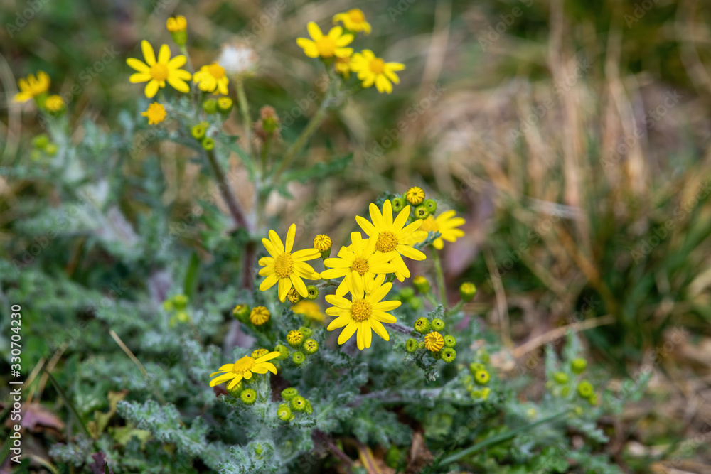 Close up of Senecio doriaf lower in spring Close up of Senecio doriaf lower in spring