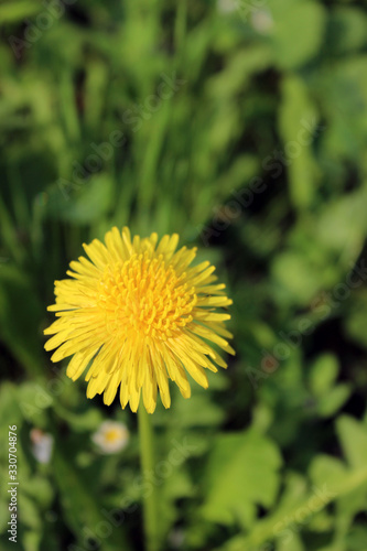 Closeup photo of blooming dandelion