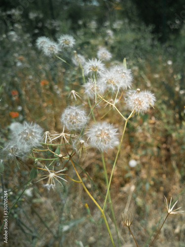 White Dandelions in Green Field  Flowers Theme