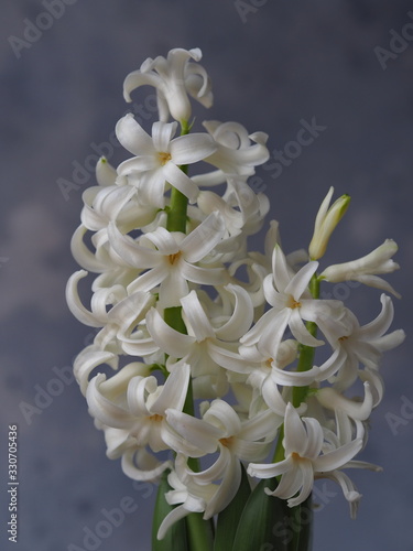 Blooming white young geocint on a gray background.Place for the label.The natural background.