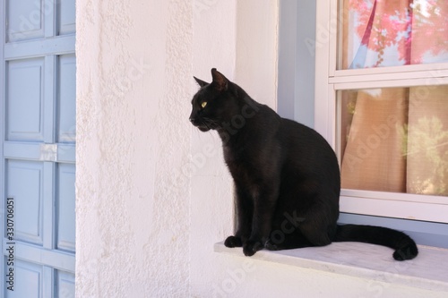 Adult beautiful black cat male sitting on window sill looking to the side