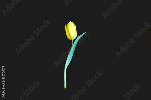 tulip flower on a black background
