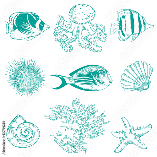 Collection of underwater creatures, shells, corals and fishes.