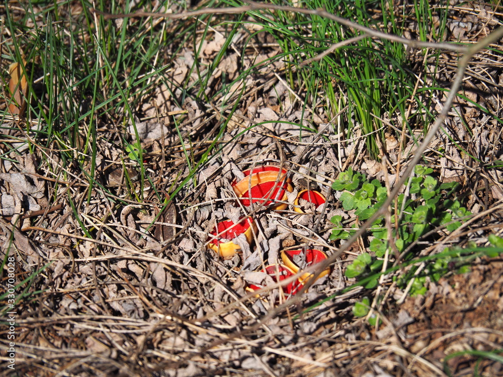 Scarlet elfcup - Sarcoscypha austriaca - spring mushroom, march in Poland Scarlet elfcup - Sarcoscypha austriaca - spring mushroom, march in Poland