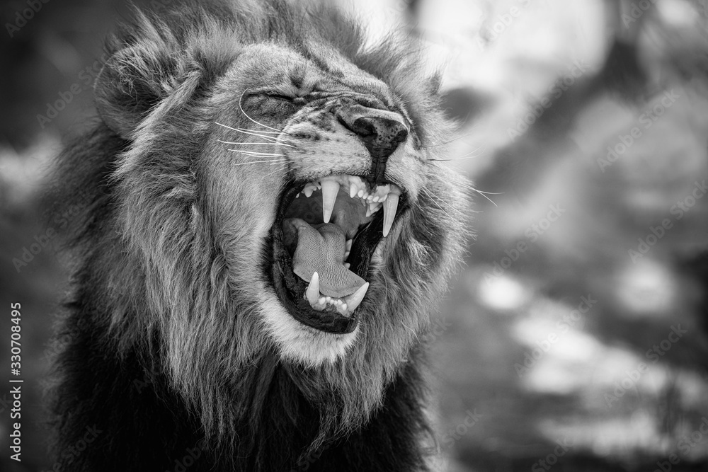 Beautiful lion male portrait in black and white. Wild animal in the ...