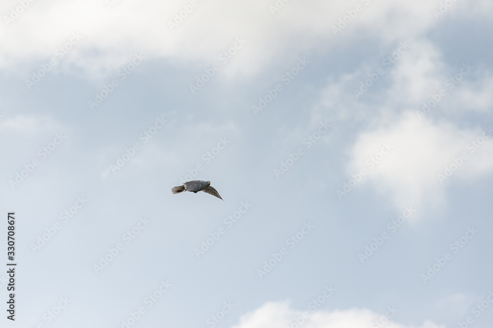 flying seagull at the north sea