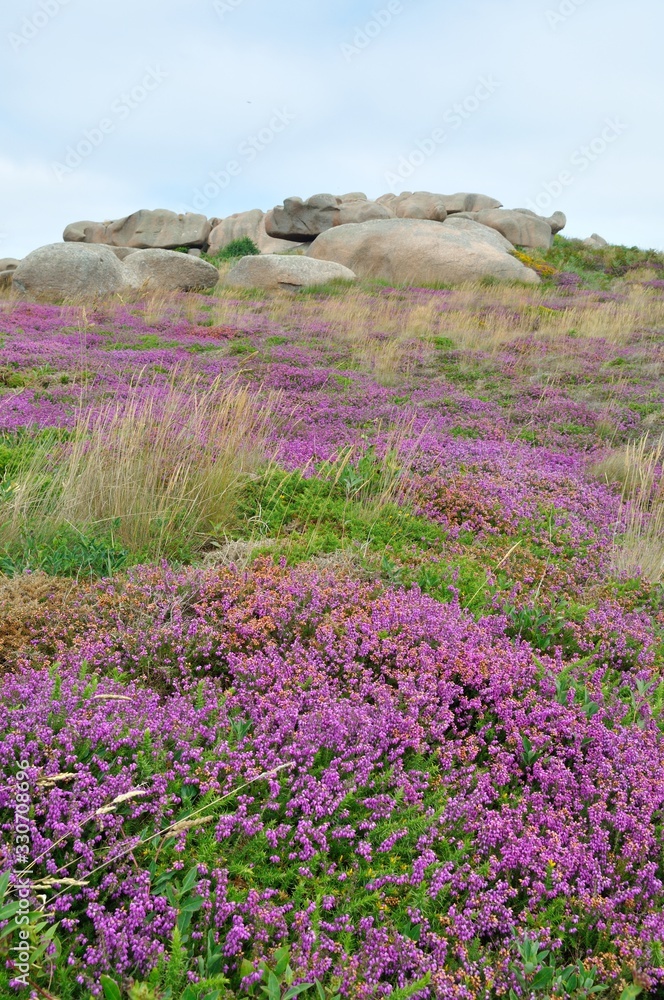 Obraz premium Heather and rock on the pink granite coast in Brittany