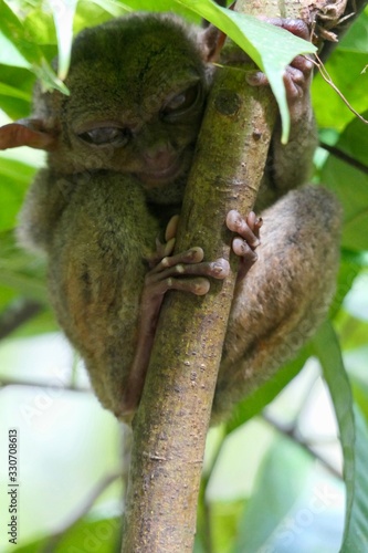 Canvas-taulu Sleepy tarsier with funny face, small primate, on branch in nature, Bohol, Phili