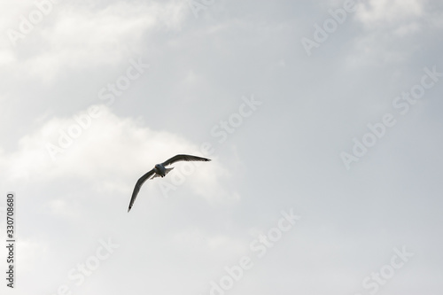flying seagull at the north sea