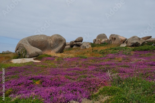 Heather and rock on the pink granite coast in Brittany