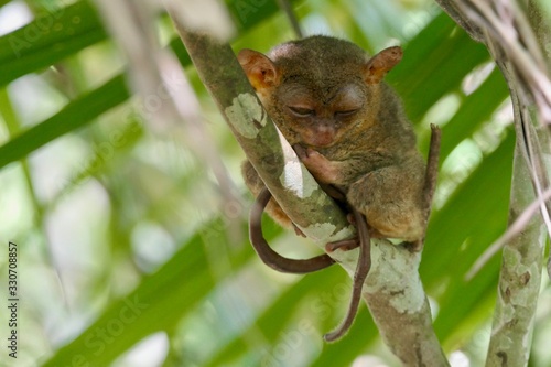 Canvas-taulu Sleepy tarsier with closed eyes and long tail, small primate, on branch in natur