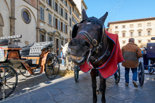 horse and carriage © Andrei Ciungan