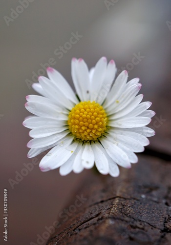 beautiful white daisy flowers in the nature