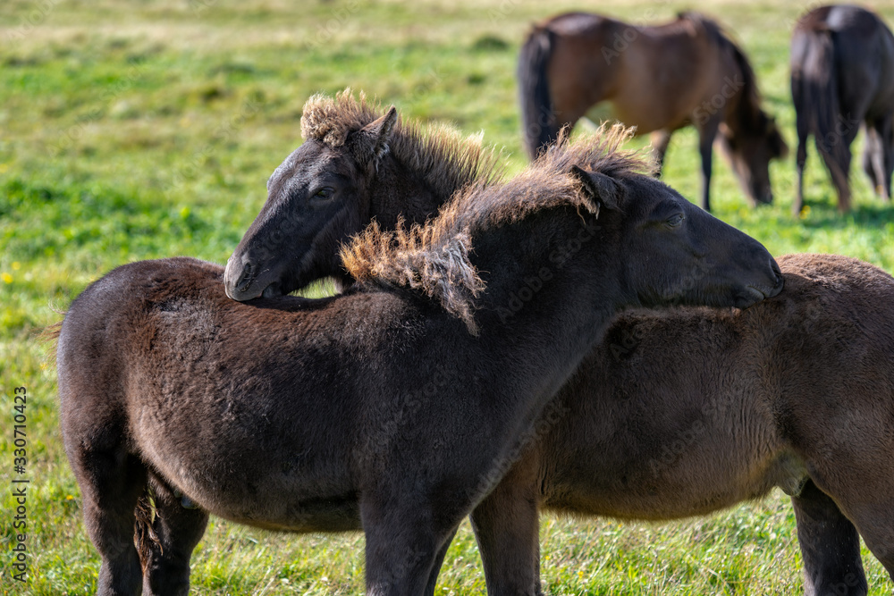 Fototapeta premium Two brown Icelandic horse foals scratching each others backs