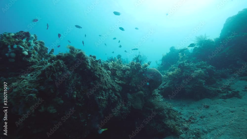 Coral reef scenery with different tropical fishes and feather star crinoids. Coral reef scenery with different tropical fishes and feather star crinoids.