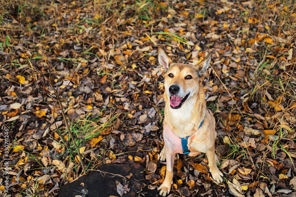 Happy adorable dog sitting on grass in autumn Happy adorable dog sitting on grass in autumn