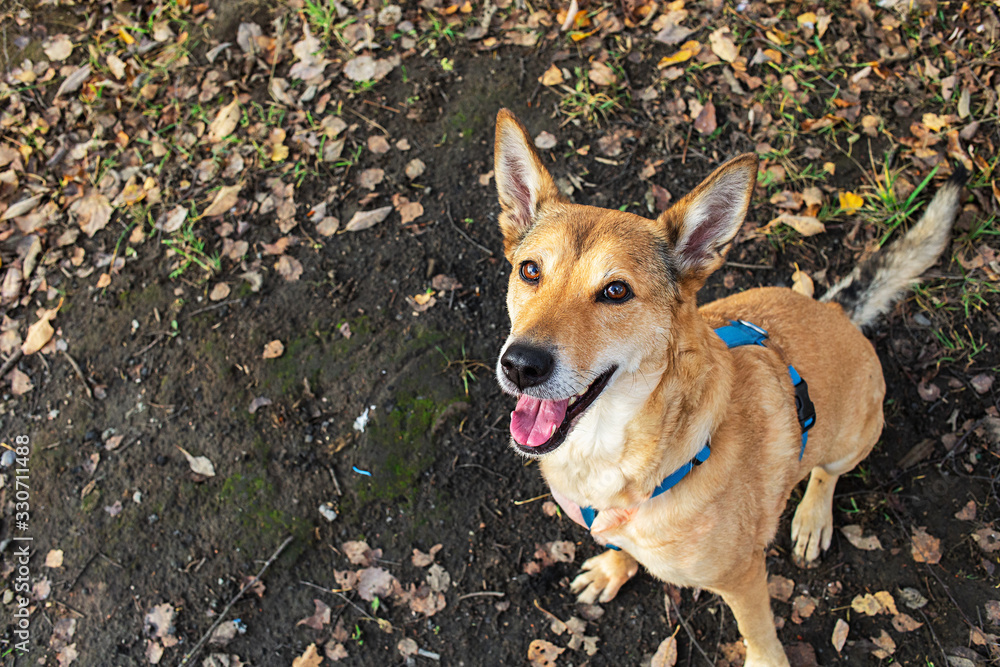 Happy adorable dog sitting on grass in autumn Happy adorable dog sitting on grass in autumn