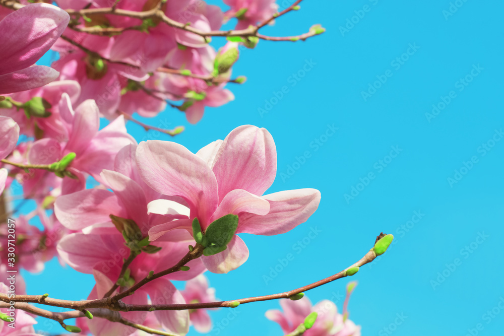 Pink blooming magnolia flowers against a clear blue sky with copy space. Spring flowering in the garden.