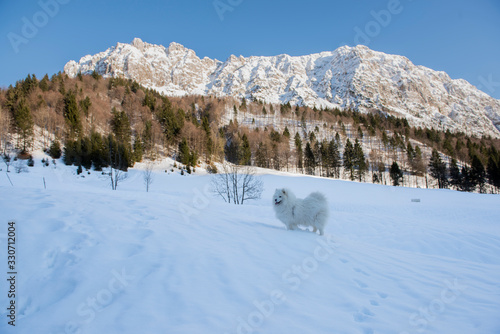 cane delle nevi photo