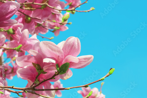 Pink blooming magnolia flowers against a clear blue sky with copy space. Spring flowering in the garden. © Andrey_Maksimov