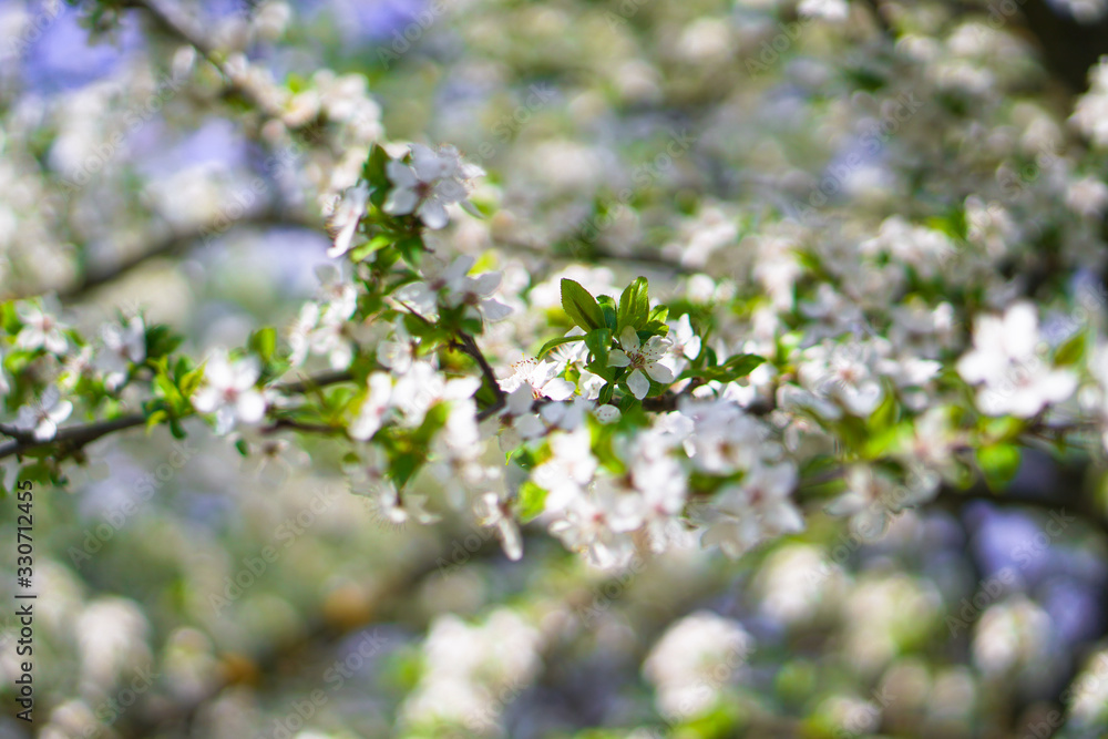 Beautiful flowering tree In the spring. Flowers in April time in the sun. Stock background in nature Beautiful flowering tree In the spring. Flowers in April time in the sun. Stock background in nature
