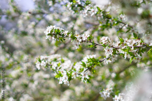 Beautiful flowering tree In the spring. Flowers in April time in the sun. Stock background in nature © subjob