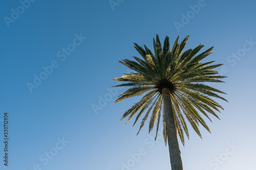 Low angle shot of a tall Canarian palm tree against the blue sky.