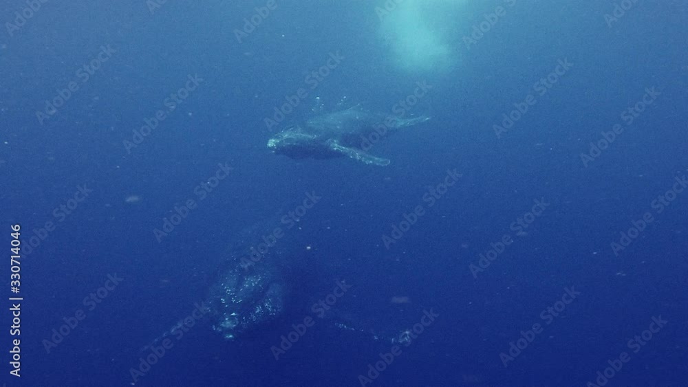 Humpback mother whale and her calf swimming towards the camera, beautiful bright blue sea. Humpback mother whale and her calf swimming towards the camera, beautiful bright blue sea.