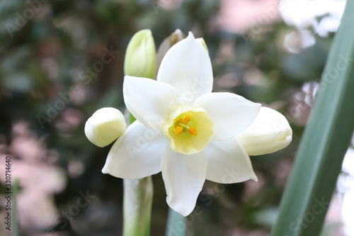フサザキスイセンの白い花