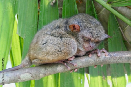 Crumpy looking tarsier with sleepy eyes before leaf, small primate, on branch in nature, Bohol, Philippines © HWL Photos