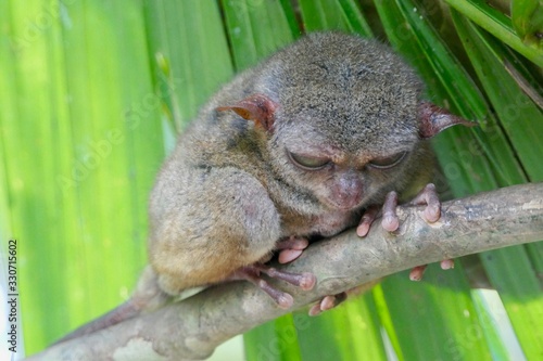 Canvas-taulu Crumpy looking tarsier with sleepy eyes before leaf, small primate, on branch in