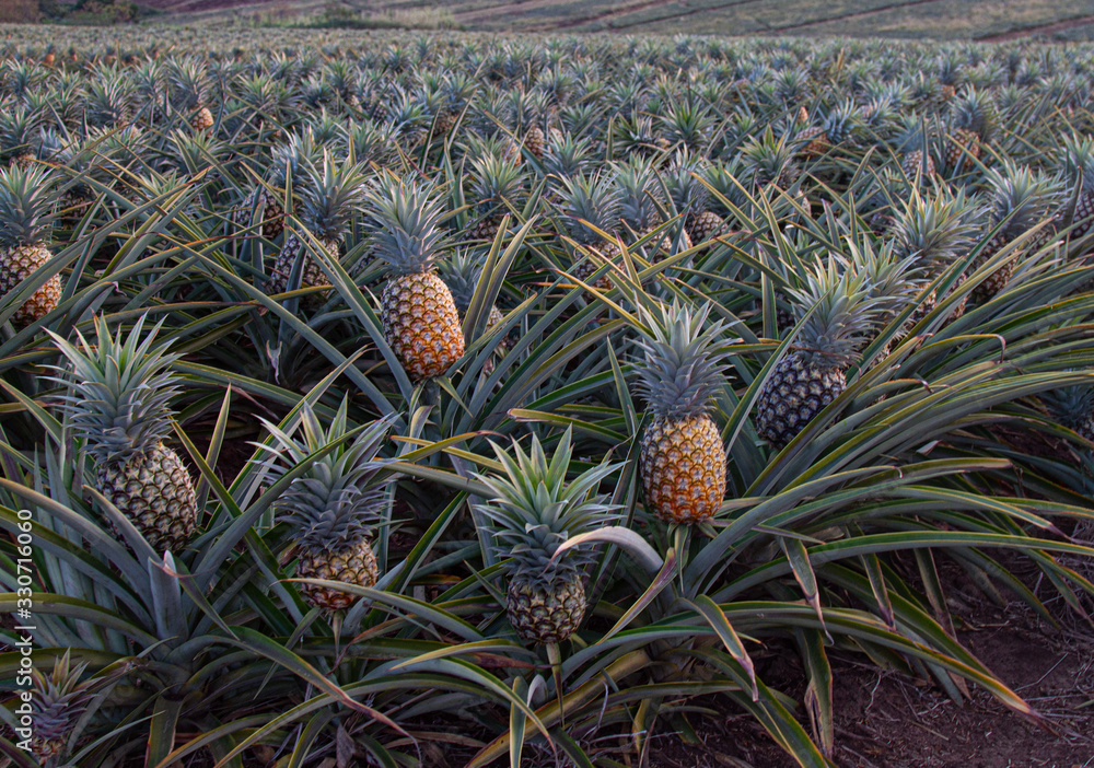 Foto de Pineapple farm in South Africa do Stock Adobe Stock