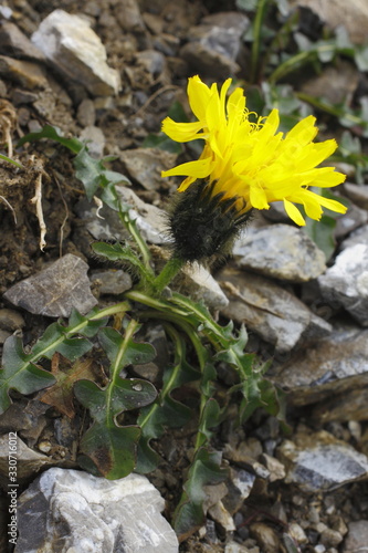 Triglav- Pippau, Crepis terglouensis
