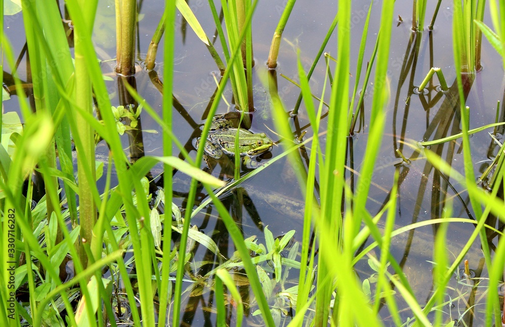 frog mating season frog mating season