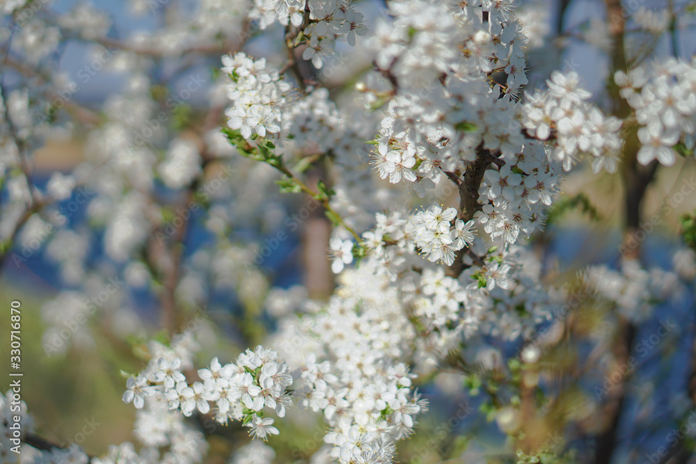 Beautiful flowering tree In the spring. Flowers in April time in the sun. Stock background in nature Beautiful flowering tree In the spring. Flowers in April time in the sun. Stock background in nature