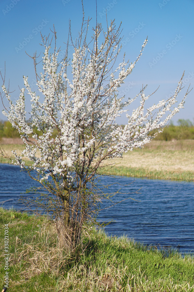Beautiful flowering tree In the spring. Flowers in April time in the sun. Stock background in nature Beautiful flowering tree In the spring. Flowers in April time in the sun. Stock background in nature