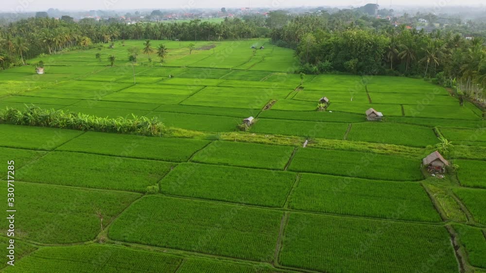 Bali, Ubud. Rice fields in sunrise, view from above. 4k Aerial drone footage Bali, Ubud. Rice fields in sunrise, view from above. 4k Aerial drone footage