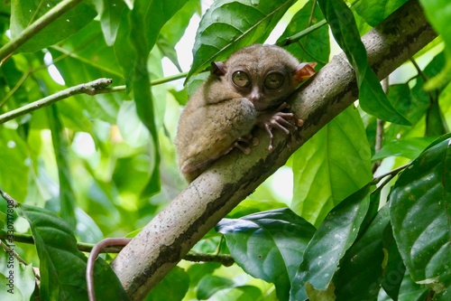 Valokuva Curious tarsier with funny face, small primate, on branch in nature, Bohol, Phil