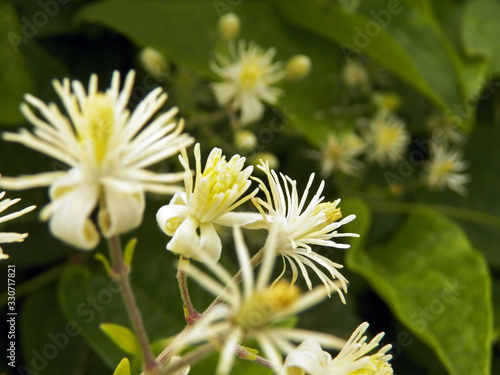 Flowers of clematis vitalba ( a climbing plant type ) with buds and leaves background. Selective focus 4x3 photography