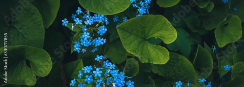 Bilde på lerret blue little flowers