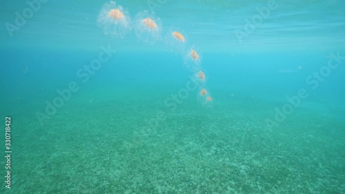 Seal salps chain floating in transparent turqouise blue water. photo