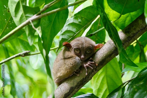 Canvas-taulu Cute tarsier with open eyes, small primate, on branch in nature, Bohol, Philippi