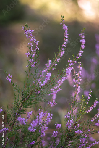 pink-lilac with green heather against the backdrop of the setting sun breaking through the trees © Tatiana Dragunova