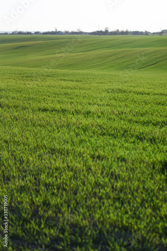 Sown farm field with wheat and cereal. Rising sprouts of barley and oats. A boundless garden with bread for food. Industrial stock theme